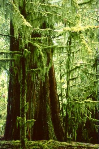 cathedral-grove-moss.jpg