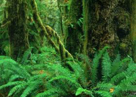 hoh-rainforest-olympic-np.jpg