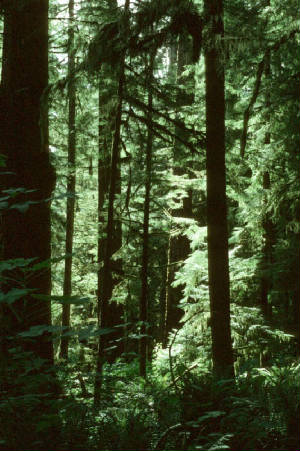 quinaultrainforest.jpg